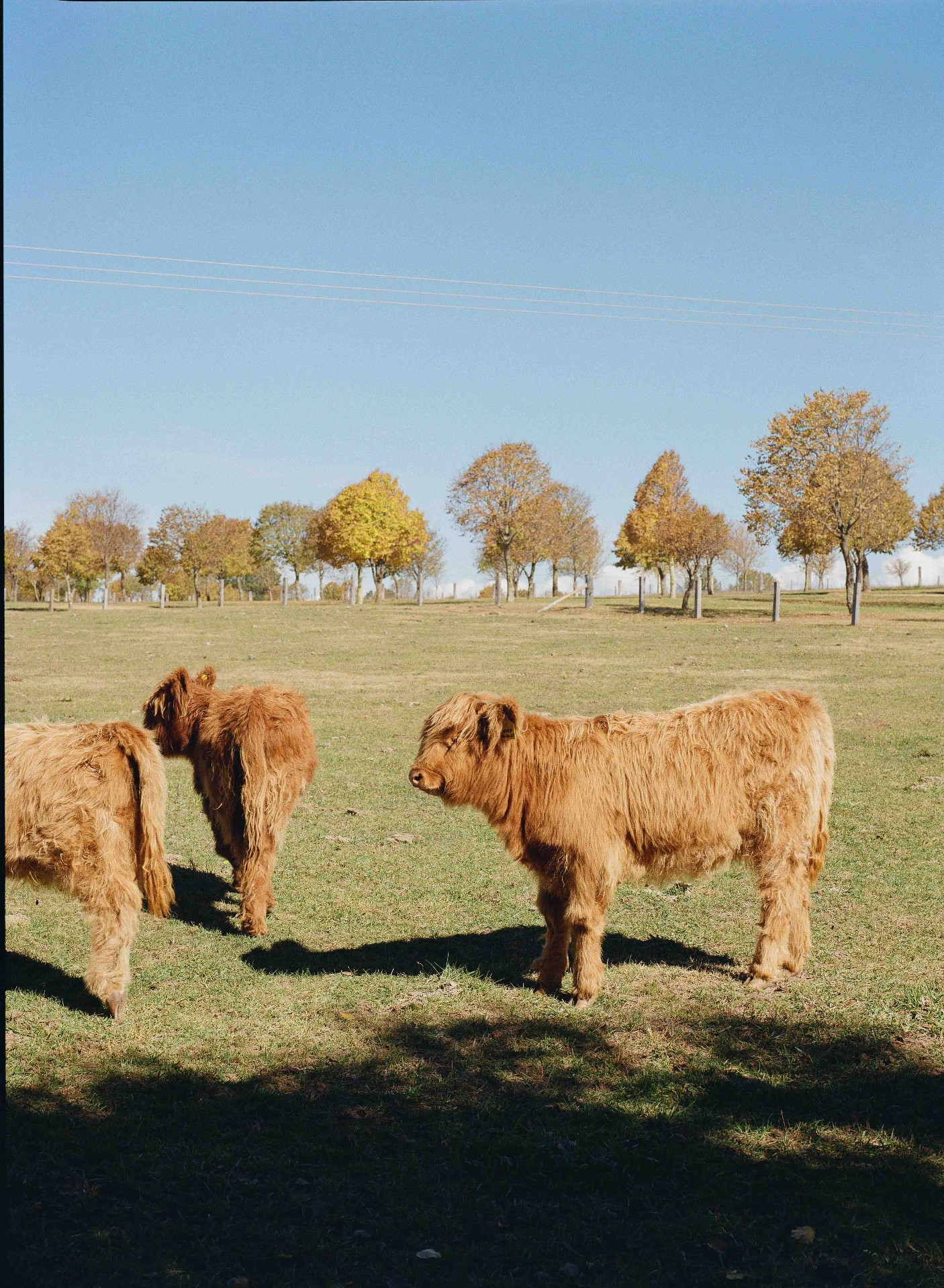 Mona Farm — 26